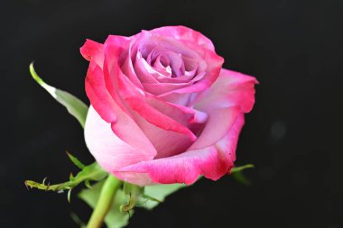 Güzel parlak gülün yakın görüntüsü 