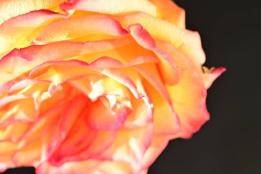 Güzel parlak gülün yakın görüntüsü 