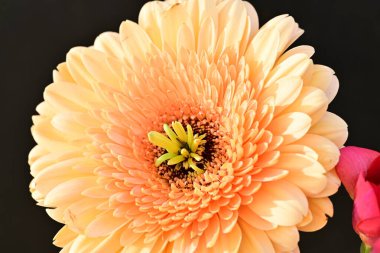 Koyu arkaplanda güzel Gerbera çiçeği