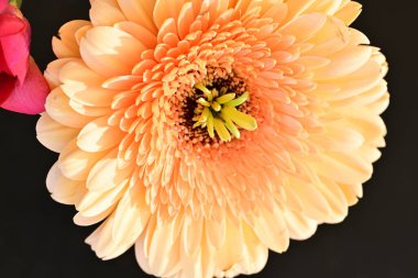 Koyu arkaplanda güzel Gerbera çiçeği