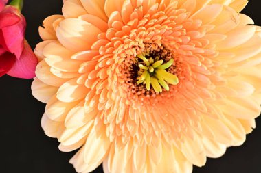 Koyu arkaplanda güzel Gerbera çiçeği