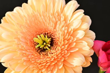 Koyu arkaplanda güzel Gerbera çiçeği