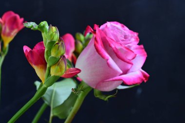 Güzel parlak gülün yakın görüntüsü 