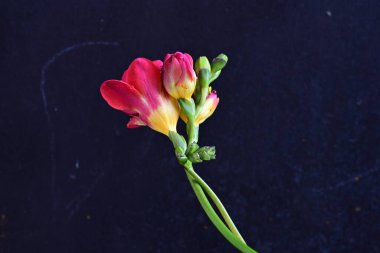 Mavi arka planda güzel frezya çiçekleri