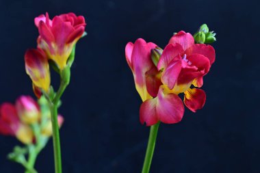 Mavi arka planda güzel frezya çiçekleri