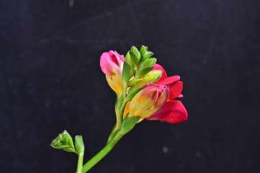 Koyu arka plan üzerinde güzel Frezya çiçek