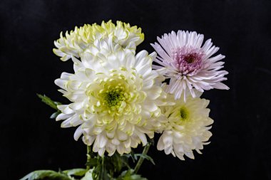 Koyu arkaplanda güzel çiçeklerin manzarasını kapat