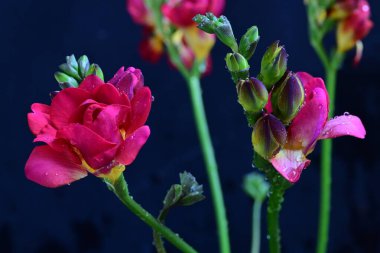 Siyah arka plan üzerine güzel Frezya çiçek