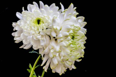 Siyah arka planda kasımpatılar. Yakın plan. 