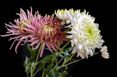 Siyah arka planda kasımpatılar. Yakın plan. 