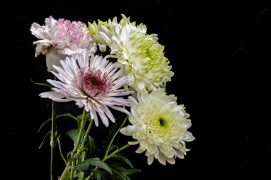 Kasımpatı çiçekleri siyah arkaplanda 