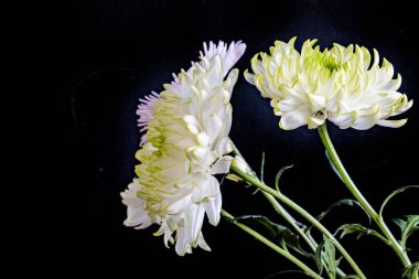 Kasımpatı çiçekleri siyah arkaplanda 