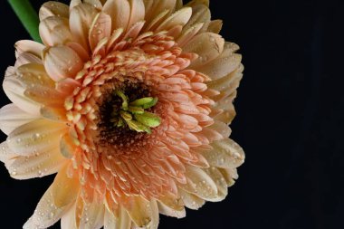 Gerbera çiçeği koyu arkaplanı kapatır 