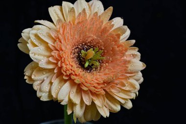 Gerbera çiçeği koyu arkaplanı kapatır 