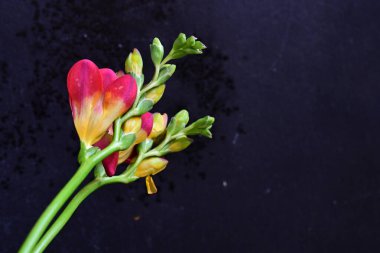 Koyu arkaplandaki güzel frezya çiçeklerinin yakın görüntüsü