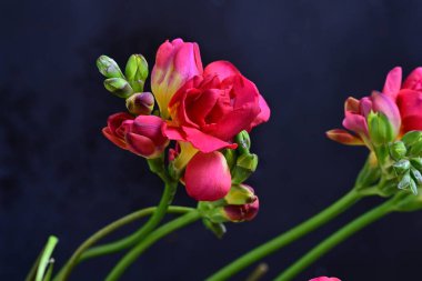 Koyu arkaplandaki güzel frezya çiçeklerinin yakın görüntüsü