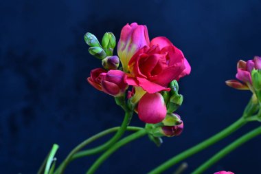 Koyu arkaplandaki güzel frezya çiçeklerinin yakın görüntüsü