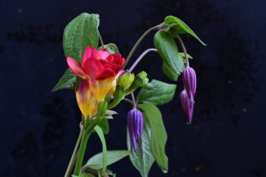 Arka planda çiçek açan muhteşem çiçekleri kapatın.