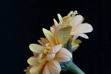 Koyu arkaplandaki güzel Gerbera çiçeğinin yakın görüntüsü 