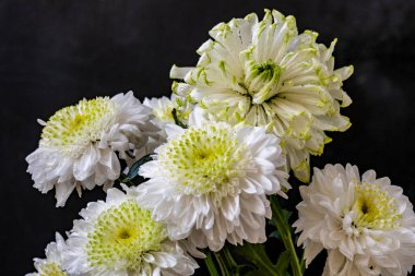 Kasımpatı çiçekleri siyah arkaplanda 