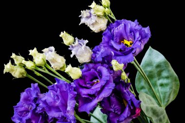 Siyah arka planda bir buket Eustoma çiçeği..