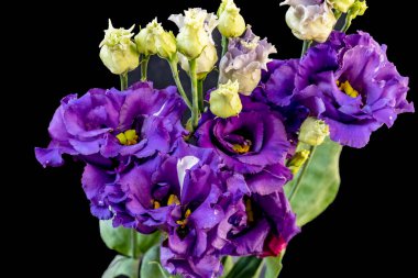 Siyah arka planda bir buket Eustoma çiçeği..