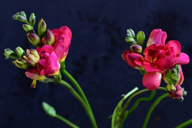 close up of beautiful freesia flowers