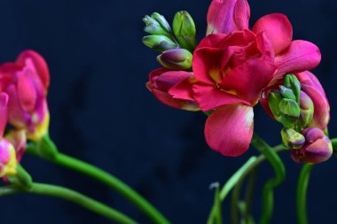 close up of beautiful freesia flowers