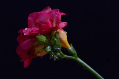 close up of beautiful freesia flowers
