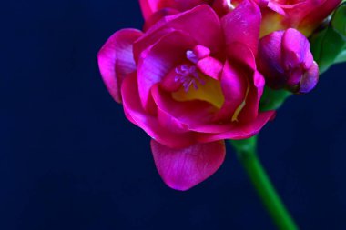 Siyah arkaplanda güzel frezya çiçekleri