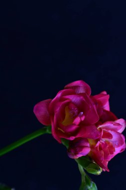 Siyah arkaplanda güzel frezya çiçekleri