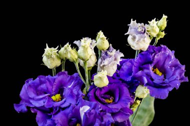 Karanlıkta Eustoma çiçeklerini kapat.