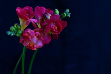 Siyah arkaplanda güzel frezya çiçekleri