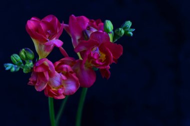 Siyah arkaplanda güzel frezya çiçekleri