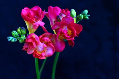 Siyah arkaplanda güzel frezya çiçekleri