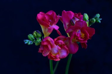 Siyah arkaplanda güzel frezya çiçekleri