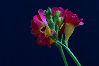 Siyah arkaplanda güzel frezya çiçekleri