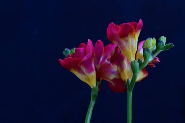 Siyah arkaplanda güzel frezya çiçekleri