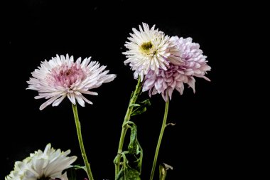 Koyu arkaplanda güzel kasımpatı çiçekleri, yakın görüş.                 