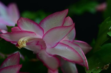 Pembe Schlumbergera çiçekleri karanlığa kapanıyor 