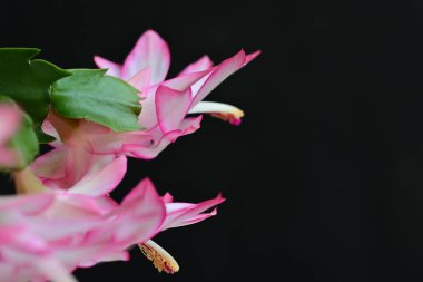 Pembe Schlumbergera çiçekleri karanlığa kapanıyor 