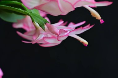 Siyah stüdyo arka planında güzel çiçekler