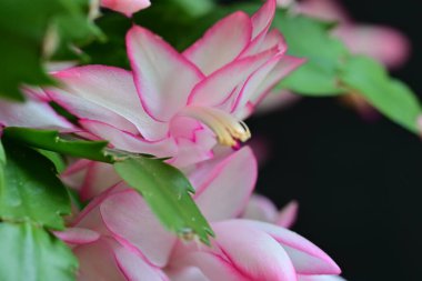Pembe Schlumbergera truncatus çiçeği koyu arkaplanı kapatır