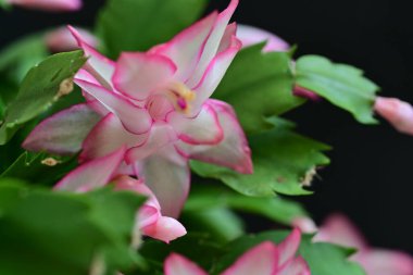 Pembe Schlumbergera truncatus çiçeği koyu arkaplanı kapatır
