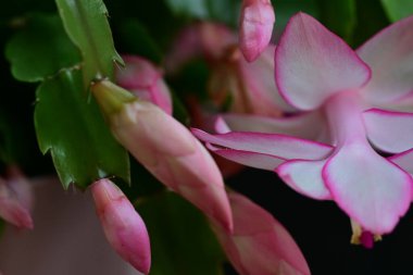 Pembe Schlumbergera truncatus çiçeği koyu arkaplanı kapatır