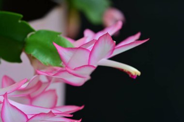 Pembe Schlumbergera truncatus çiçeği koyu arkaplanı kapatır