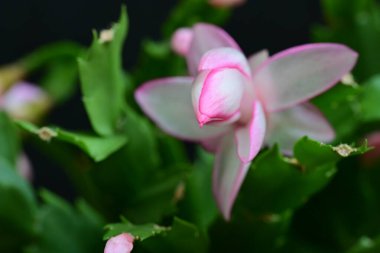 pink Schlumbergera truncatus flower close up on dark background clipart