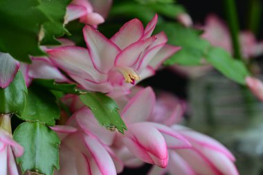 Pembe Schlumbergera truncatus çiçeği koyu arkaplanı kapatır