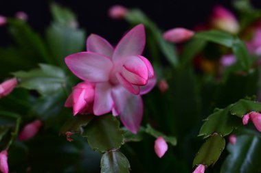 Pembe Schlumbergera truncatus çiçeği koyu arkaplanı kapatır