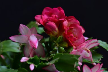 Pembe Schlumbergera truncatus çiçeği koyu arkaplanı kapatır